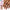Beetles French Tips Press On Nails: gel nail wraps – french long – CrazyGels