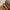 Rebel Bloom
